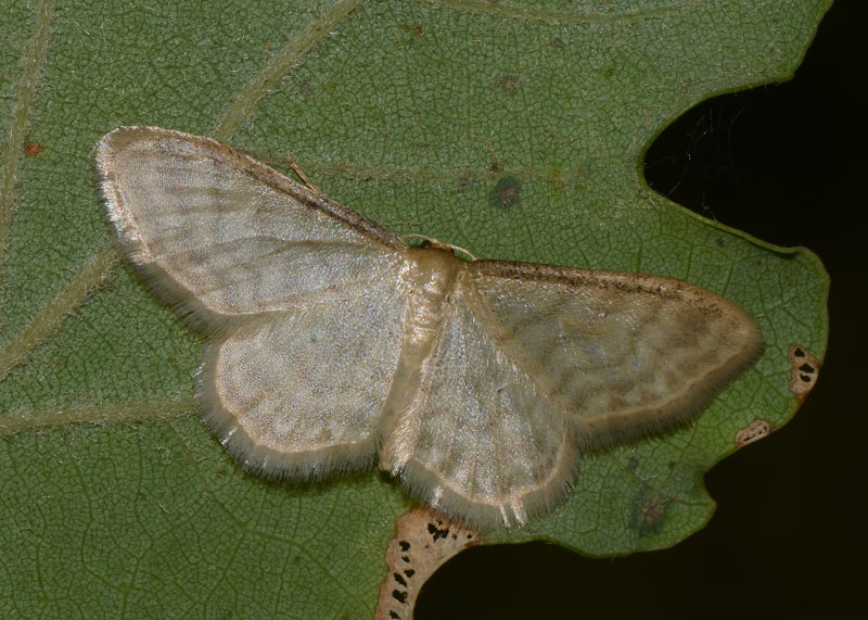 Geometridae in esame